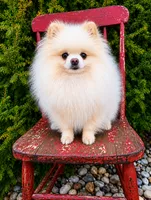 Tiny Tim (pending), a male Pomeranian for sale in Middlefield, OH – 1 of 4