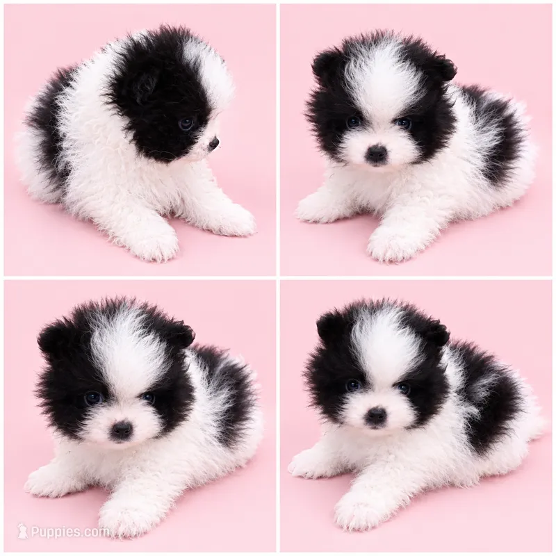 Panda ( full AKC) – Pomeranian puppy for sale in Middlefield, OH