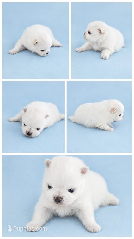 Snoopy (full AKC  – Pomeranian puppy for sale in Middlefield, OH