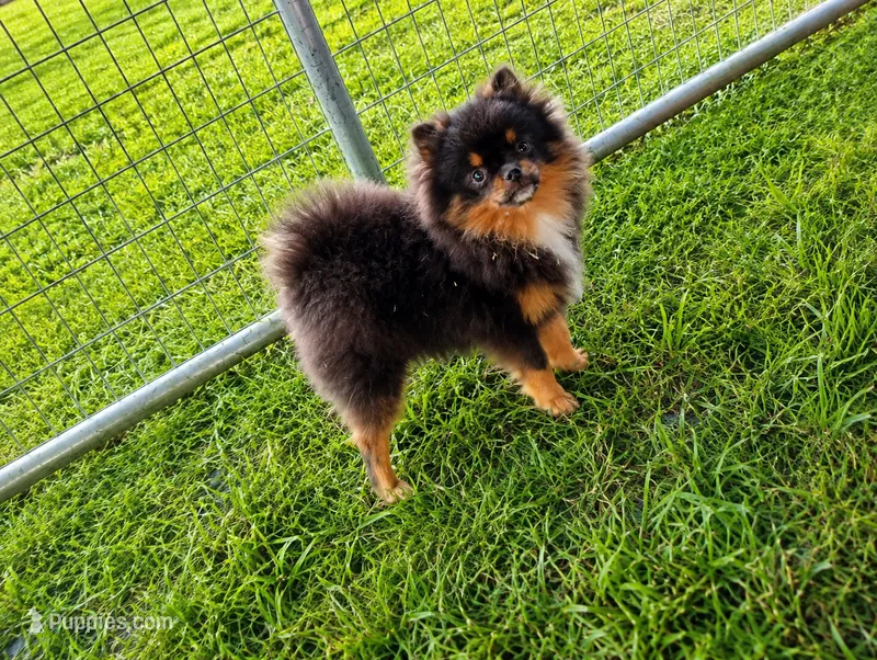 Bluey (full or limited AKC) – Pomeranian puppy for sale in Middlefield, OH