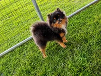 Bluey (full AKC), a male Pomeranian for sale in Middlefield, OH – 1 of 4