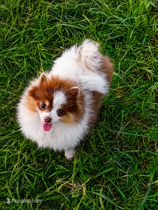 Lilo (full AKC)  – Pomeranian puppy for sale in Middlefield, OH