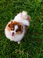 Lilo (full AKC) , a female Pomeranian for sale in Middlefield, OH – 1 of 2
