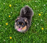 Bluey (full or limited AKC), a male Pomeranian for sale in Middlefield, OH – 2 of 4