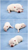 Snoopy (full AKC , a male Pomeranian for sale in Middlefield, OH – 1 of 3