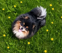 Bluey (full AKC), a male Pomeranian for sale in Middlefield, OH – 4 of 5