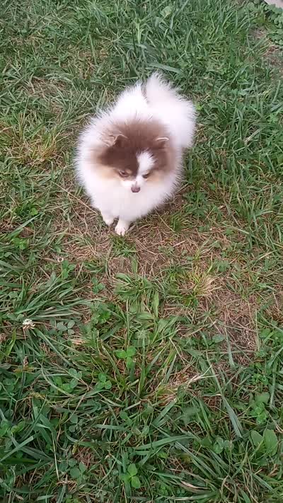 Lilo (pending) , a female Pomeranian for sale in Middlefield, OH – 3 of 3