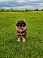 Bluey (full AKC), a male Pomeranian for sale in Middlefield, OH – 1 of 5