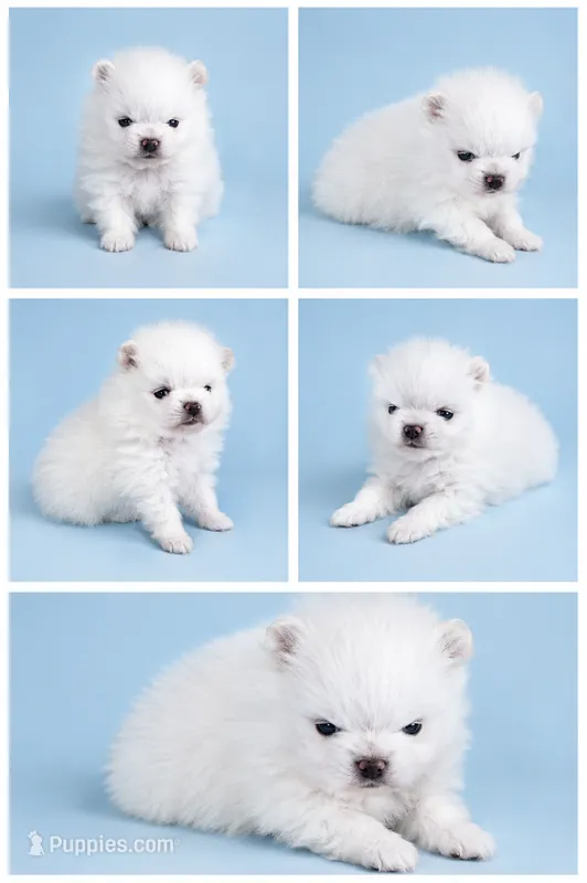 Snoopy (full AKC  – Pomeranian puppy for sale in Middlefield, OH