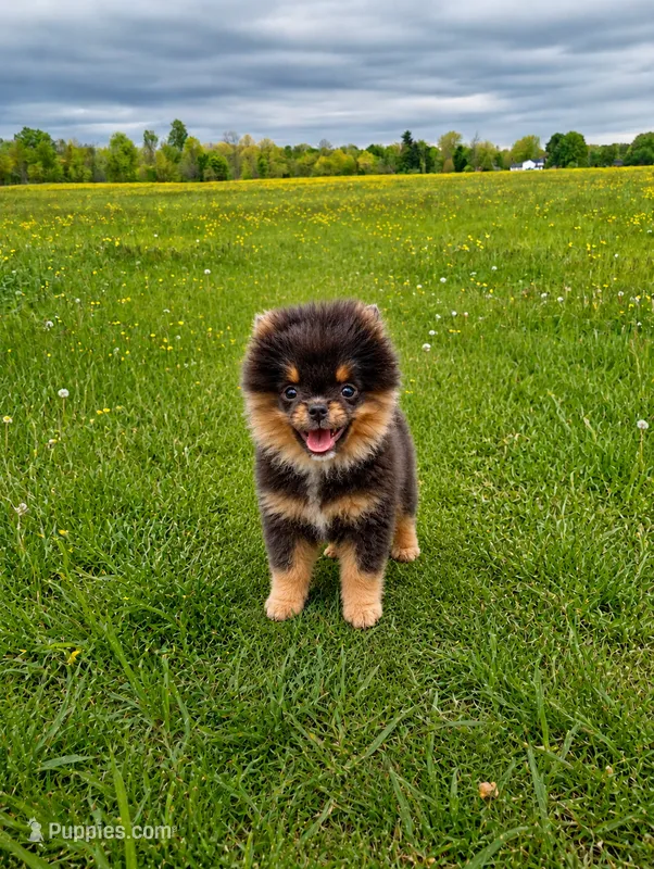 Bluey (full AKC) – Pomeranian puppy for sale in Middlefield, OH