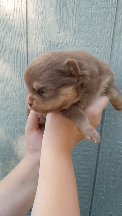 Cocoa (full AKC), a female Pomeranian for sale in Middlefield, OH – 3 of 3