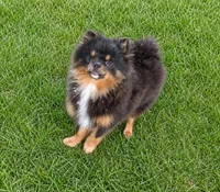 Bluey (full AKC), a male Pomeranian for sale in Middlefield, OH – 2 of 4
