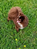 Snoopy (full AKC , a male Pomeranian for sale in Middlefield, OH – 3 of 3