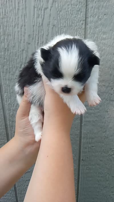 Panda ( full AKC), a female Pomeranian for sale in Middlefield, OH – 4 of 4