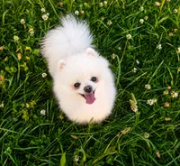 Snoopy (full AKC , a male Pomeranian for sale in Middlefield, OH – 2 of 3