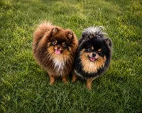Bluey (full AKC), a male Pomeranian for sale in Middlefield, OH – 3 of 4
