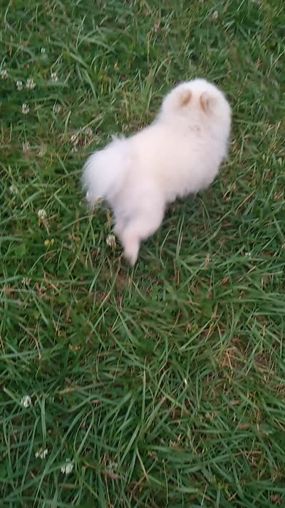 Tiny Tim (pending), a male Pomeranian for sale in Middlefield, OH – 3 of 4