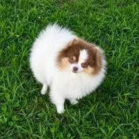 Lilo (pending) , a female Pomeranian for sale in Middlefield, OH – 2 of 3