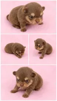 Cocoa (full AKC), a female Pomeranian for sale in Middlefield, OH – 1 of 3