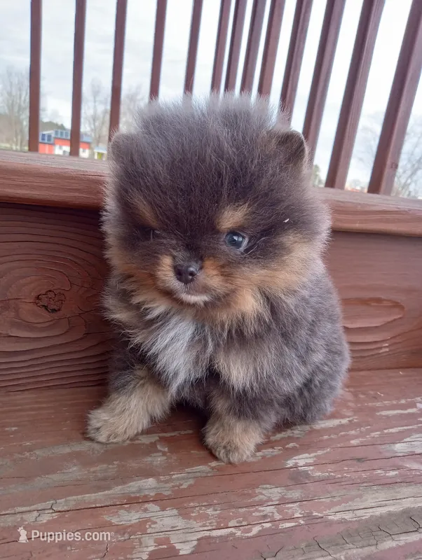 Bluey (full AKC) – Pomeranian puppy for sale in Middlefield, OH