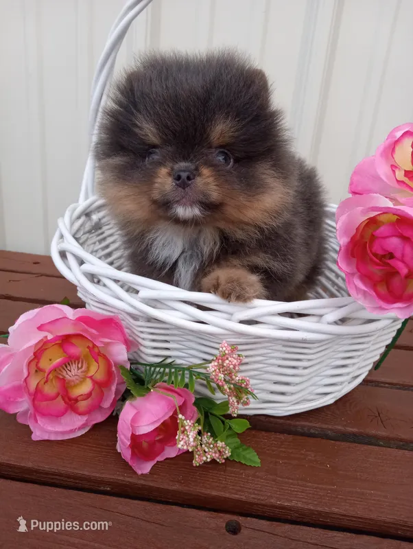 Bluey (full AKC) – Pomeranian puppy for sale in Middlefield, OH