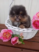 Bluey (full AKC), a male Pomeranian for sale in Middlefield, OH – Photo 1 of 5