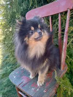 Bluey (full AKC), a male Pomeranian for sale in Middlefield, OH – Photo 8 of 9