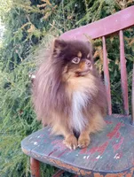 Bluey (full AKC), a male Pomeranian for sale in Middlefield, OH – Photo 5 of 5