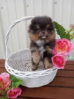 Bluey (full AKC), a male Pomeranian for sale in Middlefield, OH – Photo 2 of 5