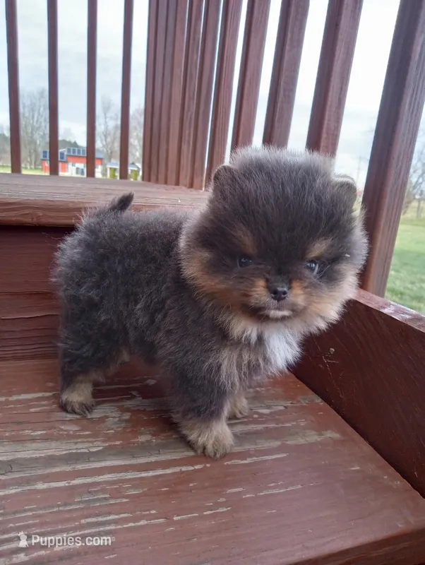 Bluey (full AKC) – Pomeranian puppy for sale in Middlefield, OH