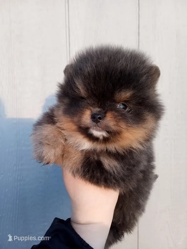 Bluey (full AKC) – Pomeranian puppy for sale in Middlefield, OH
