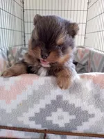 Bluey (full AKC), a male Pomeranian for sale in Middlefield, OH – Photo 7 of 9