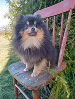 Bluey (full AKC), a male Pomeranian for sale in Middlefield, OH – Photo 3 of 5