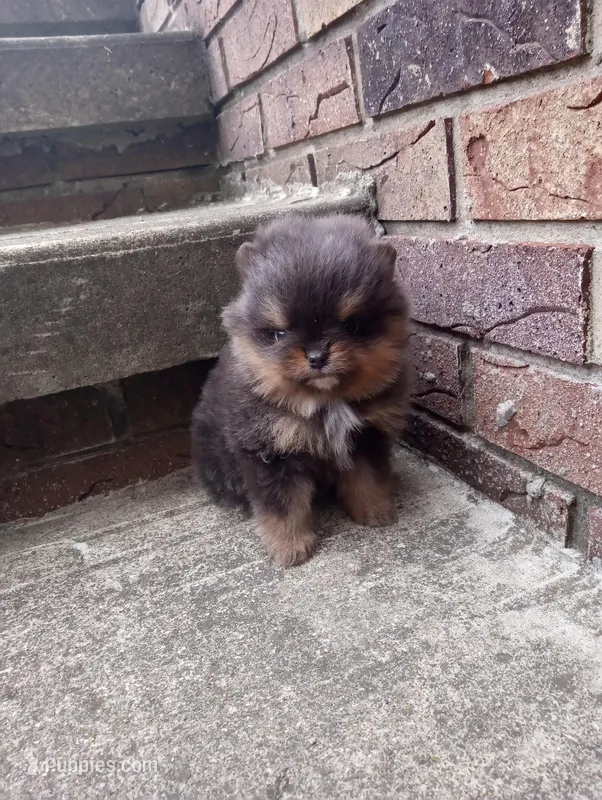 Bluey (full AKC) – Pomeranian puppy for sale in Middlefield, OH