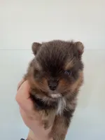 Bluey (full AKC), a male Pomeranian for sale in Middlefield, OH – Photo 5 of 9