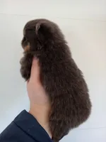 Bluey (full AKC), a male Pomeranian for sale in Middlefield, OH – Photo 2 of 9