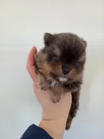 Bluey (full AKC), a male Pomeranian for sale in Middlefield, OH – Photo 1 of 9