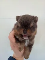 Bluey (full AKC), a male Pomeranian for sale in Middlefield, OH – Photo 3 of 9