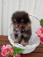 Bluey (full AKC), a male Pomeranian for sale in Middlefield, OH – Photo 4 of 5