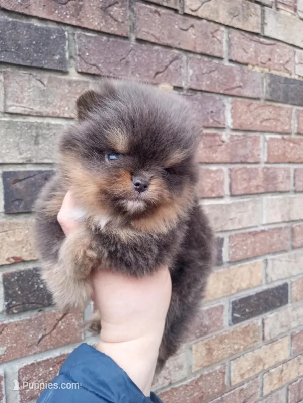 Bluey (full AKC) – Pomeranian puppy for sale in Middlefield, OH