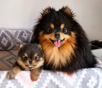 Bluey (full AKC), a male Pomeranian for sale in Middlefield, OH – 3 of 5
