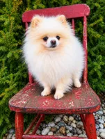 Tiny Tim (pending), a male Pomeranian for sale in Middlefield, OH – 2 of 4
