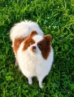 Panda ( full AKC), a female Pomeranian for sale in Middlefield, OH – 2 of 4