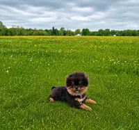 Bluey (full AKC), a male Pomeranian for sale in Middlefield, OH – 2 of 5
