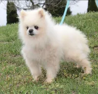 Justin -AKC-, a male Pomeranian for sale in Middlefield, OH – Photo 3 of 7