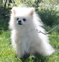 Justin -AKC-, a male Pomeranian for sale in Middlefield, OH – Photo 6 of 7