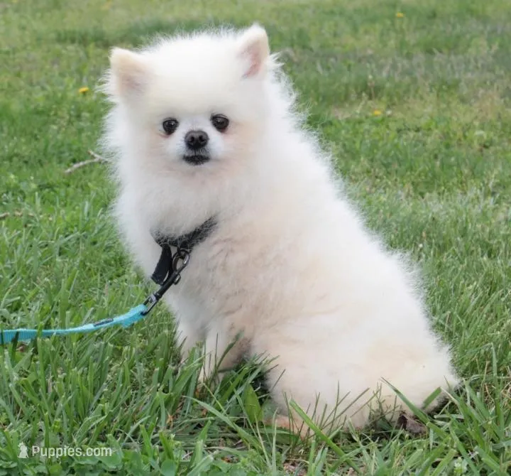 Justin -AKC- – Pomeranian puppy for sale in Middlefield, OH