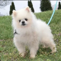 Justin -AKC-, a male Pomeranian for sale in Middlefield, OH – Photo 4 of 7
