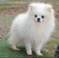 Justin -AKC-, a male Pomeranian for sale in Middlefield, OH – Photo 7 of 7