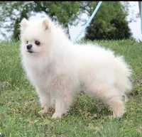 Justin -AKC-, a male Pomeranian for sale in Middlefield, OH – Photo 5 of 7